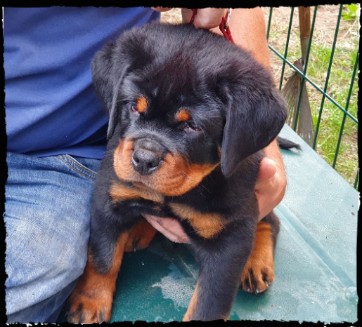 cucciolo rottweiler von hause romagnarott